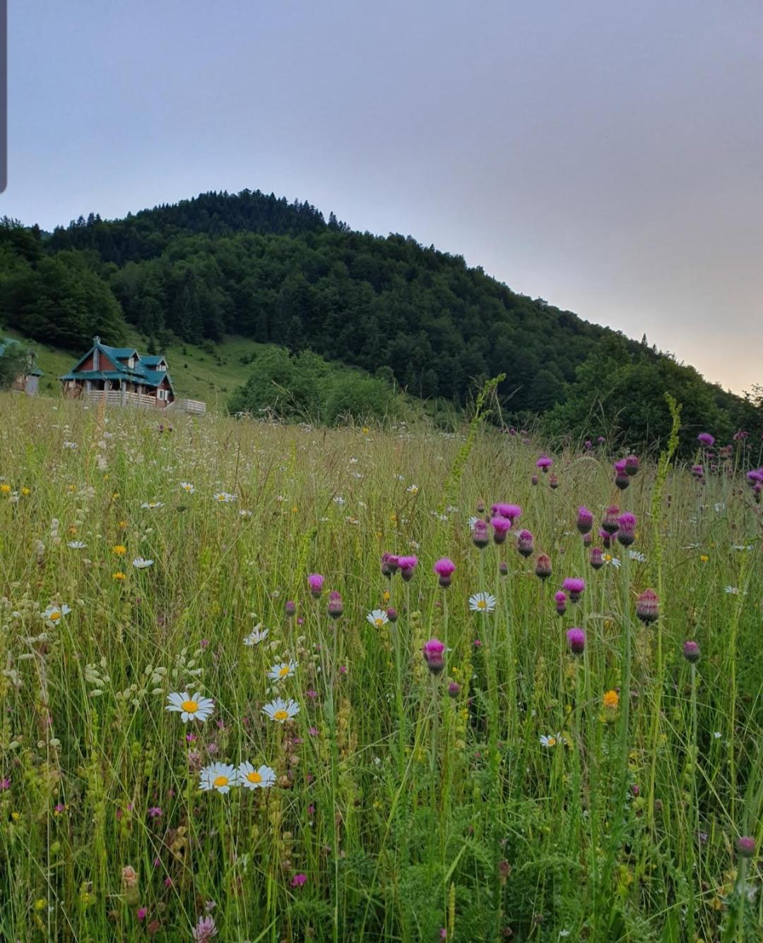 Golden Eagle Jelovica Holiday home Berane